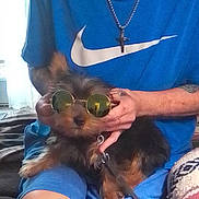 Duke joined the competition — help win amazing prizes! dog, sunglasses, person, blue_shirt, nike_logo, indoor, casual, pet, hands, sitting, leash, fur, small_dog, accessory, relaxing, comfort, portrait, cool, cute, companion