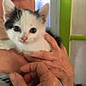 Chaussette a rejoint le concours — aidez-le/la à gagner de superbes lots ! aegean_cat, burmilla, cat, cat_like_mammal, domestic_short_haired_cat, eye, fur, kitten, ragdoll, skin, small_to_medium_sized_cats, snout, snowshoe, whiskers