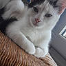 Chaussette participe au concours pour gagner de l'argent avec cette photo : aegean_cat, cat, cat_like_mammal, domestic_short_haired_cat, european_shorthair, eye, fauna, fur, kitten, paw, small_to_medium_sized_cats, snout, turkish_angora, turkish_van, whiskers