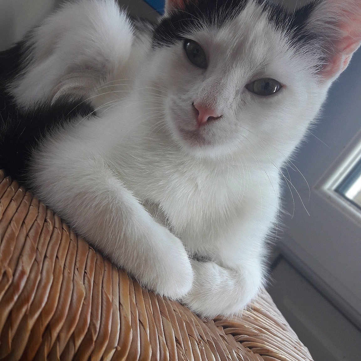 Chaussette