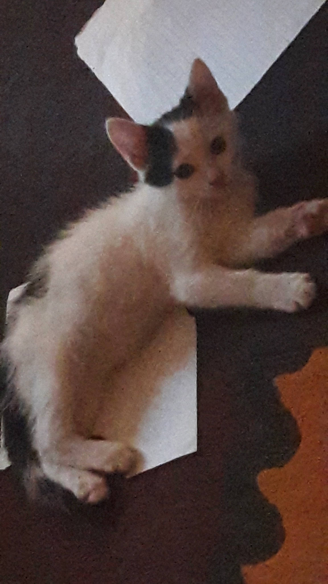 Chaussette participe au concours pour gagner de l'argent avec cette photo : balinese, carnivoran, cat, cat_like_mammal, fur, kitten, paw, person, small_to_medium_sized_cats, whiskers