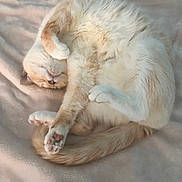 Minu is registered to the contest to win money with this photo: animal, blanket, cat, cozy, cream_color, curled_up, cute, cute_pose, feline, fluffy, fur, indoor, napping, paw, pet, relaxed, resting, sleeping, soft_texture, tail