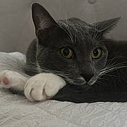 Lucky is registered to the contest to win money with this photo: cat, tuxedo_cat, gray_cat, white_paws, paws, whiskers, close_up, portrait, bed, bedding, quilt, upholstery, headboard, indoor, pet, feline, eyes, relaxed, curious, nose