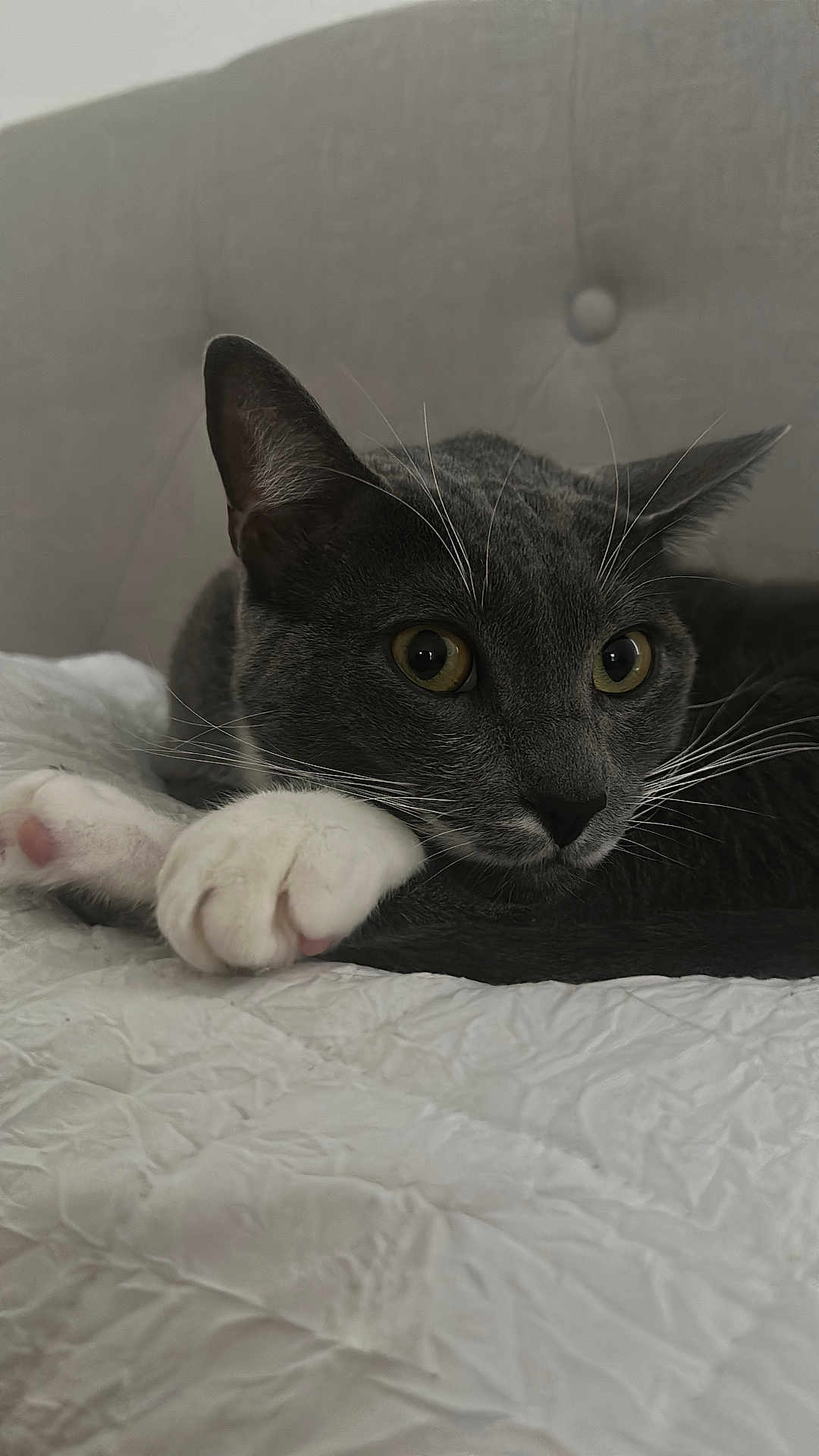 Lucky is registered to the contest to win money with this photo: cat, tuxedo_cat, gray_cat, white_paws, paws, whiskers, close_up, portrait, bed, bedding, quilt, upholstery, headboard, indoor, pet, feline, eyes, relaxed, curious, nose