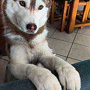 Sirena participe au concours pour gagner de l'argent avec cette photo : brown_eyes, claws, close_up, couch, curiosity, dog, ears, fur, furniture, husky, indoor, nose, paws, pet, portrait, sitting, table, tiled_floor, whiskers, wooden_chair