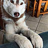 brown_eyes, claws, close_up, couch, curiosity, dog, ears, fur, furniture, husky, indoor, nose, paws, pet, portrait, sitting, table, tiled_floor, whiskers, wooden_chair