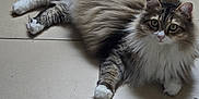 Saphir participe au concours pour gagner de l'argent avec cette photo : cat, fluffy, long_hair, tabby, white_paws, indoor, floor, tile, pet, animal, cute, relaxed, looking, eyes, whiskers, tail, ears, mammal, domestic, feline