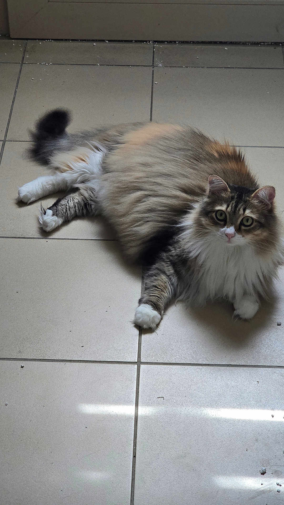 Saphir participe au concours pour gagner de l'argent avec cette photo : cat, fluffy, long_hair, tabby, white_paws, indoor, floor, tile, pet, animal, cute, relaxed, looking, eyes, whiskers, tail, ears, mammal, domestic, feline