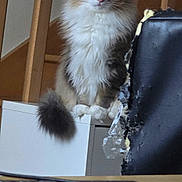 Saphir a rejoint le concours — aidez-le/la à gagner de superbes lots ! cat, fluffy_cat, long_hair, indoor, furniture, chair, keyboard, cabinet, stairs, pet, curious, white, brown, black, domestic_animal, sitting, close_up, household, background, portrait
