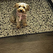 Mary is registered to the contest to win money with this photo: animal, brown_dog, cabinet, companion, cute, dog, domestic_animal, ears, flooring, fur, harness, indoor, looking_up, patterned_rug, pet, pink_bow, rug, sitting, small_dog, wooden_floor