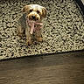 animal, brown_dog, cabinet, companion, cute, dog, domestic_animal, ears, flooring, fur, harness, indoor, looking_up, patterned_rug, pet, pink_bow, rug, sitting, small_dog, wooden_floor