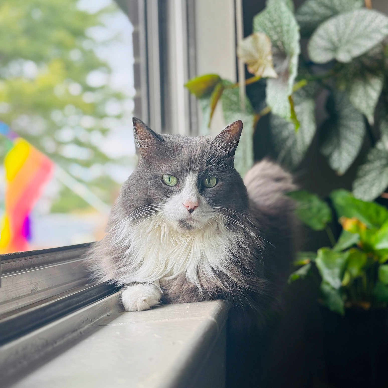 Luna Worthley joined the competition — help win amazing prizes! background_blur, calm, cat, close_up, cozy, domestic_animal, fluffy, fur, gray_and_white, green_eyes, greenery, indoor, natural_light, pet, plant, portrait, rainbow_flag, relaxed, window, windowsill