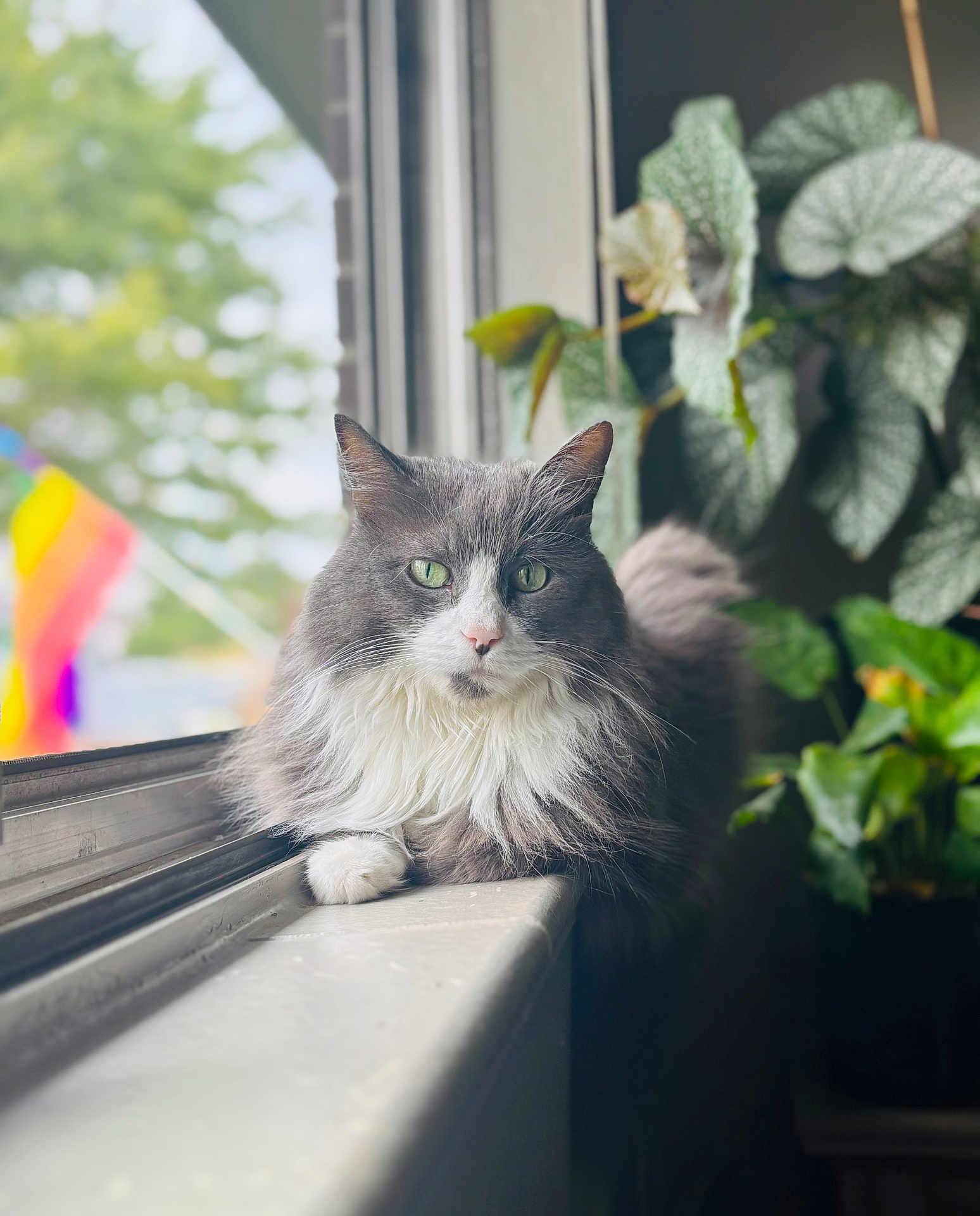 Luna Worthley joined the competition — help win amazing prizes! background_blur, calm, cat, close_up, cozy, domestic_animal, fluffy, fur, gray_and_white, green_eyes, greenery, indoor, natural_light, pet, plant, portrait, rainbow_flag, relaxed, window, windowsill