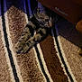 Mozart a rejoint le concours — aidez-le/la à gagner de superbes lots ! kitten, cat, tabby, carpet, striped_carpet, furniture, paws, indoor, pet, curious, brown, beige, black, stretching, animal, cute, young_cat, home, floor, playful