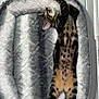 Mozart a rejoint le concours — aidez-le/la à gagner de superbes lots ! cat, tabby, pet_bed, sleeping, stretching, feline, indoor, cozy, spots, fur, paw, relaxation, animal, cute, resting, floor, home, comfort, whiskers, ears