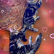 Mozart a rejoint le concours — aidez-le/la à gagner de superbes lots ! animal, cat, couch, cozy, cute, feline, fur, hearts, home, indoor, kitten, patterned_fur, pets, pillow, relaxing, resting, sleeping, sparkles, tabby, two_cats