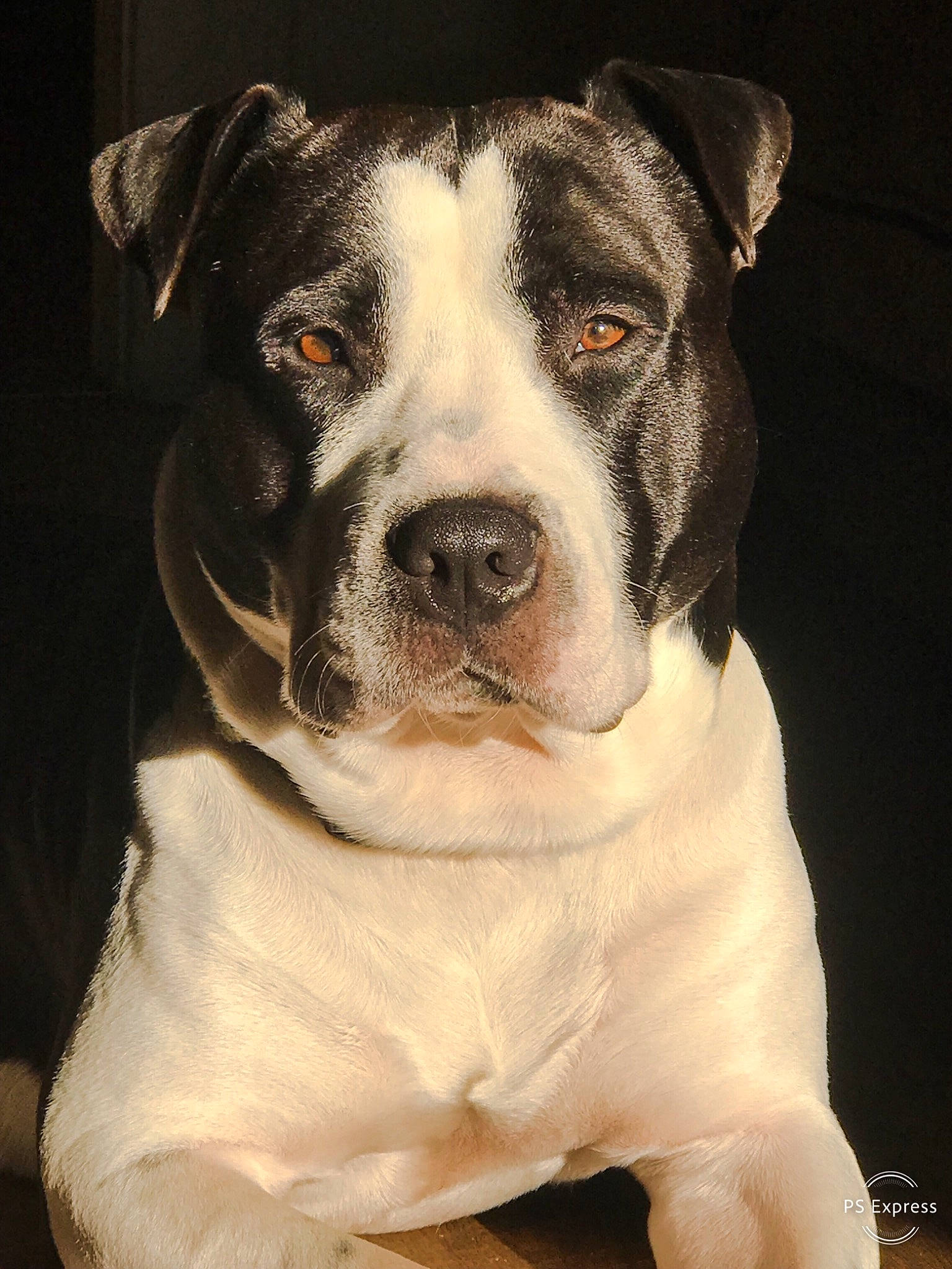 Rubble joined the competition — help win amazing prizes! american_bulldog, american_pit_bull_terrier, american_staffordshire_terrier, ancient_dog_breeds, bulldog, canidae, carnivore, catahoula_bulldog, companion_dog, dog, dog_breed, fawn, mammal, non_sporting_group, nose, pit_bull, rare_breed_dog, snout, valley_bulldog, vertebrate