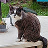 animal, cat, curious, daylight, domestic_animal, feline, fur, garden, grass, gray_cat, nature, outdoor, pet, plant, sitting, table, tail, tree, whiskers, white_cat