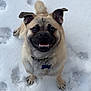 dog, snow, smiling, happy, pet, collar, tag, paws, sitting, winter, fur, muzzle, ears, teeth, closeup, outdoor, footprints, canine, playful, looking_up