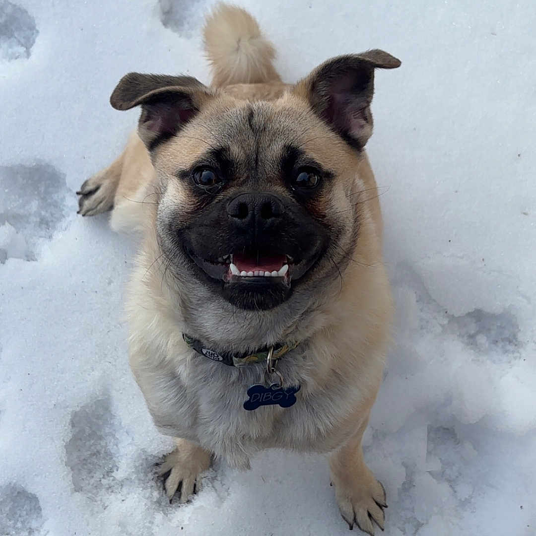 Dibgy is registered to the contest to win money with this photo: canine, closeup, collar, dog, ears, footprints, fur, happy, looking_up, muzzle, outdoor, paws, pet, playful, sitting, smiling, snow, tag, teeth, winter