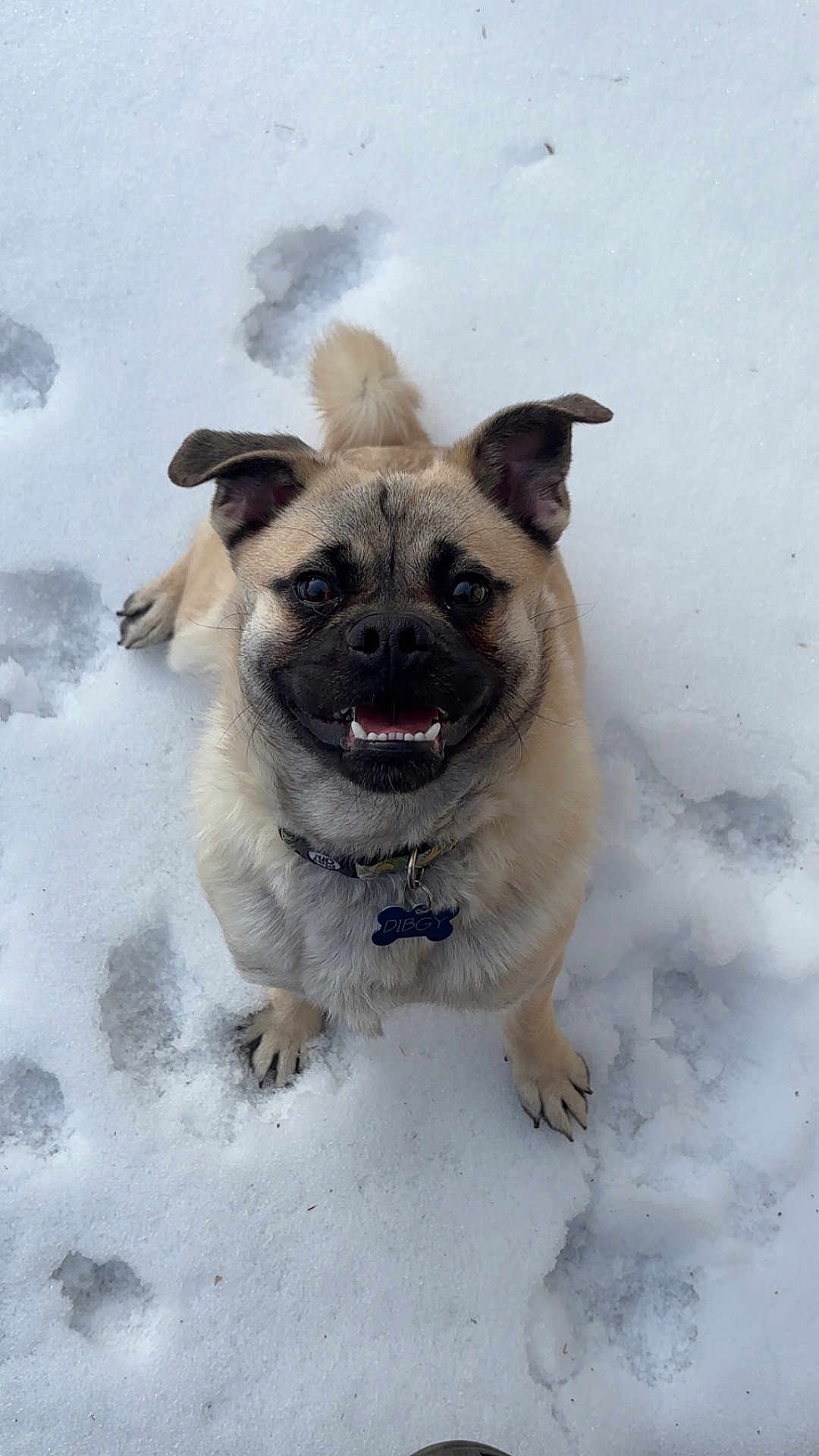 Dibgy is registered to the contest to win money with this photo: dog, snow, smiling, happy, pet, collar, tag, paws, sitting, winter, fur, muzzle, ears, teeth, closeup, outdoor, footprints, canine, playful, looking_up