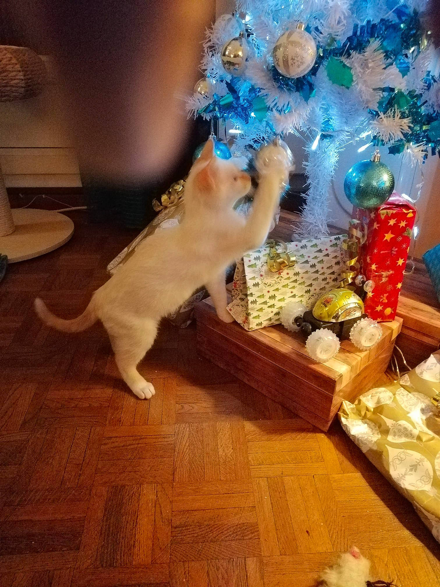Pixel a rejoint le concours — aidez-le/la à gagner de superbes lots ! canidae, carnivore, cat, chihuahua, christmas_tree, companion_dog, dog, dog_breed, fawn, felidae, floor, flooring, hardwood, play, puppy, sporting_group, tail, whiskers, wood, wood_flooring