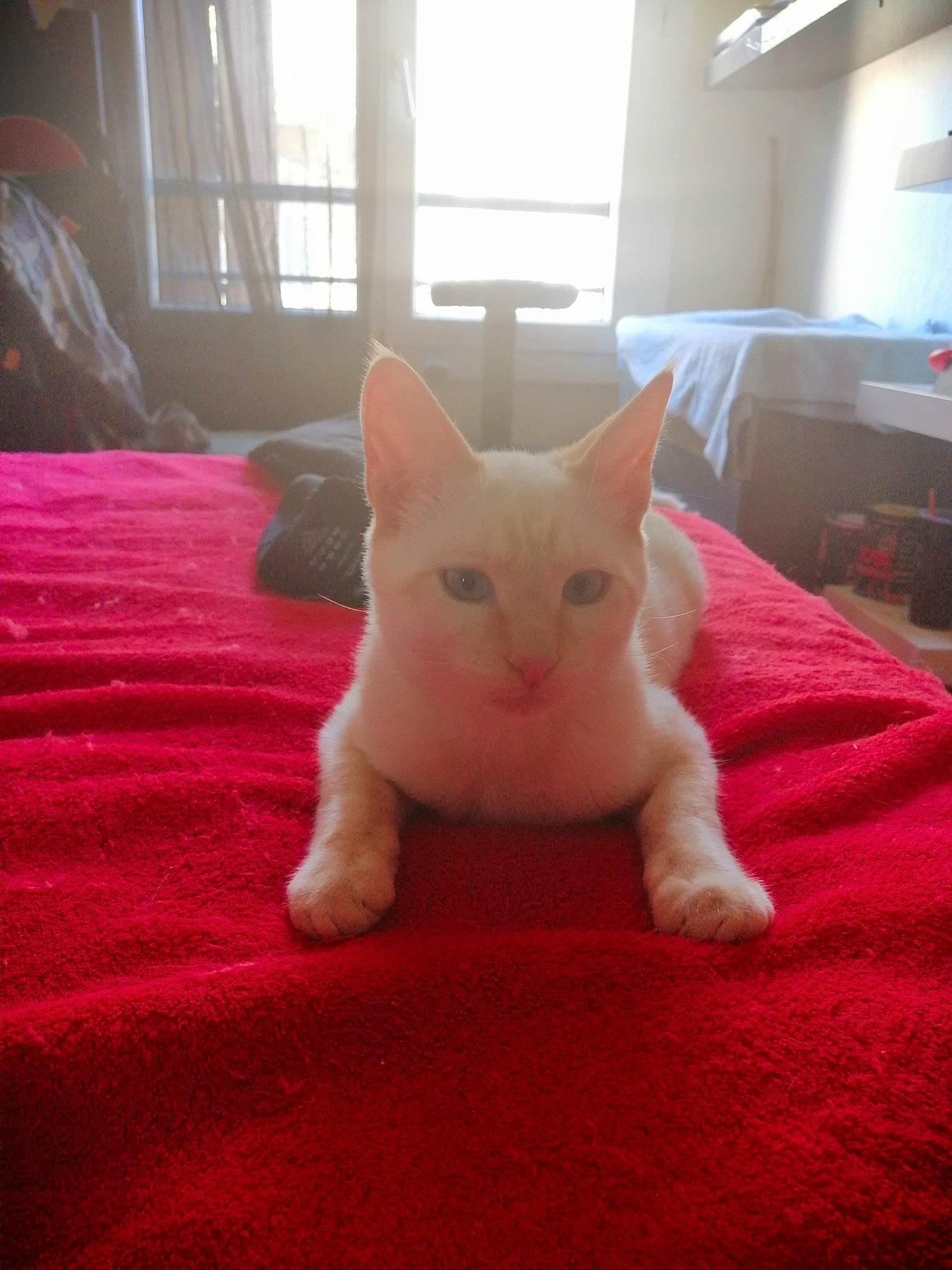 Pixel participe au concours pour gagner de l'argent avec cette photo : asian, carnivore, cat, colorpoint_shorthair, domestic_short_haired_cat, fawn, felidae, fur, furniture, khao_manee, kitten, mammal, room, small_to_medium_sized_cats, tail, turkish_angora, whiskers