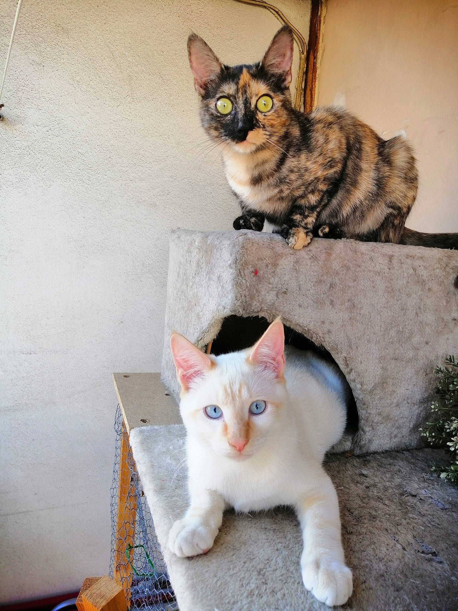 Pixel participe au concours pour gagner de l'argent avec cette photo : aegean_cat, american_wirehair, asian, carnivore, cat, domestic_short_haired_cat, ear, european_shorthair, fawn, felidae, kitten, mammal, ojos_azules, small_to_medium_sized_cats, tabby_cat, vertebrate, whiskers