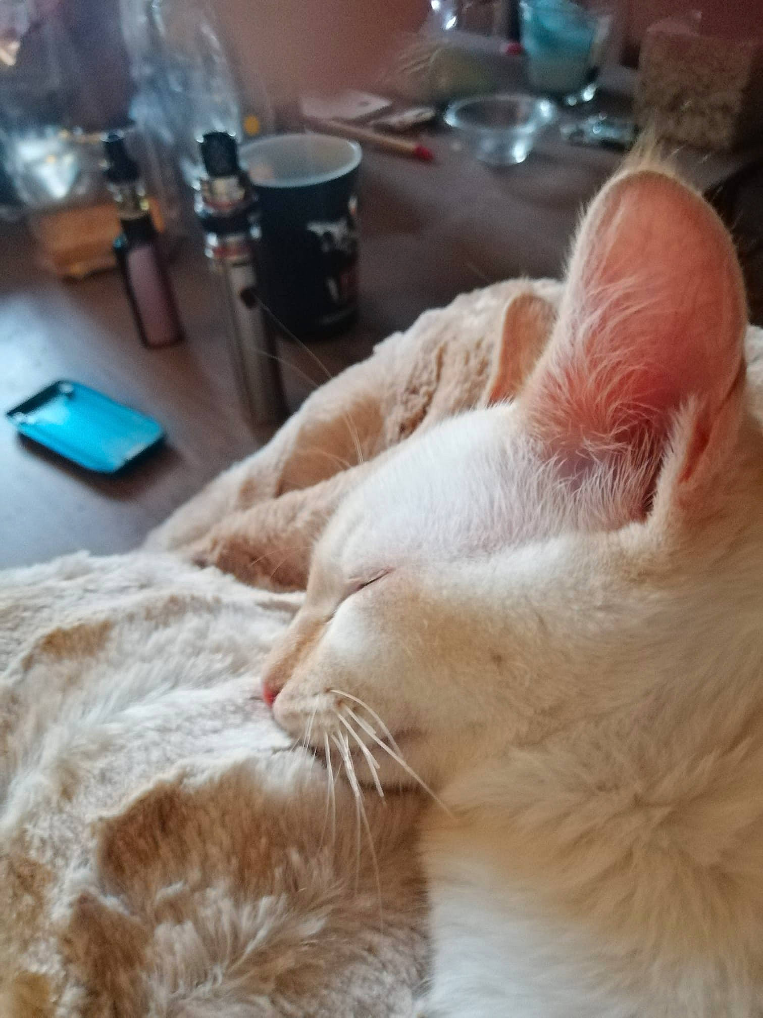 Pixel participe au concours pour gagner de l'argent avec cette photo : burmilla, carnivore, cat, colorpoint_shorthair, cornish_rex, ear, fawn, felidae, fur, nose, small_to_medium_sized_cats, whiskers