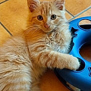 Logan participe au concours pour gagner de l'argent avec cette photo : adorable, animal, blue_mat, cat, cute, feline, fluffy, indoors, kitten, long_hair, lying_down, orange_cat, paw, pet, playful, portrait, puzzle_mat, tile_floor, whiskers, white_cat