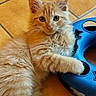 adorable, animal, blue_mat, cat, cute, feline, fluffy, indoors, kitten, long_hair, lying_down, orange_cat, paw, pet, playful, portrait, puzzle_mat, tile_floor, whiskers, white_cat