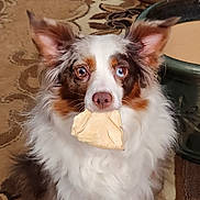 Willow is registered to the contest to win money with this photo: dog, indoor, heterochromia, brown_eye, blue_eye, carpet, fur, ears, pet, animal, snack, looking_at_camera, sitting, brown, white, fluffy, nose, household, food, cute