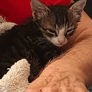 Miracle is registered to the contest to win money with this photo: animal, arm, cat, closeup, comfort, cozy, cute, domestic, feline, furry, hand, indoor, kitten, pet, red_background, resting, sleeping, soft, towel, young