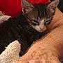 animal, arm, cat, closeup, comfort, cozy, cute, domestic, feline, furry, hand, indoor, kitten, pet, red_background, resting, sleeping, soft, towel, young