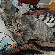 Luna-Rose is registered to the contest to win money with this photo: cat, dog, tabby_cat, small_dog, collar, blanket, indoor, bedroom, furniture, dresser, messy_room, pet, animal, relaxed, lying_down, fur, domestic_animal, curious, home, cozy