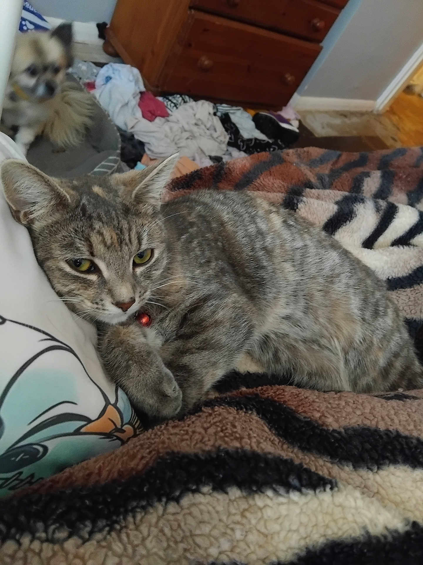 Luna-Rose is registered to the contest to win money with this photo: cat, dog, tabby_cat, small_dog, collar, blanket, indoor, bedroom, furniture, dresser, messy_room, pet, animal, relaxed, lying_down, fur, domestic_animal, curious, home, cozy