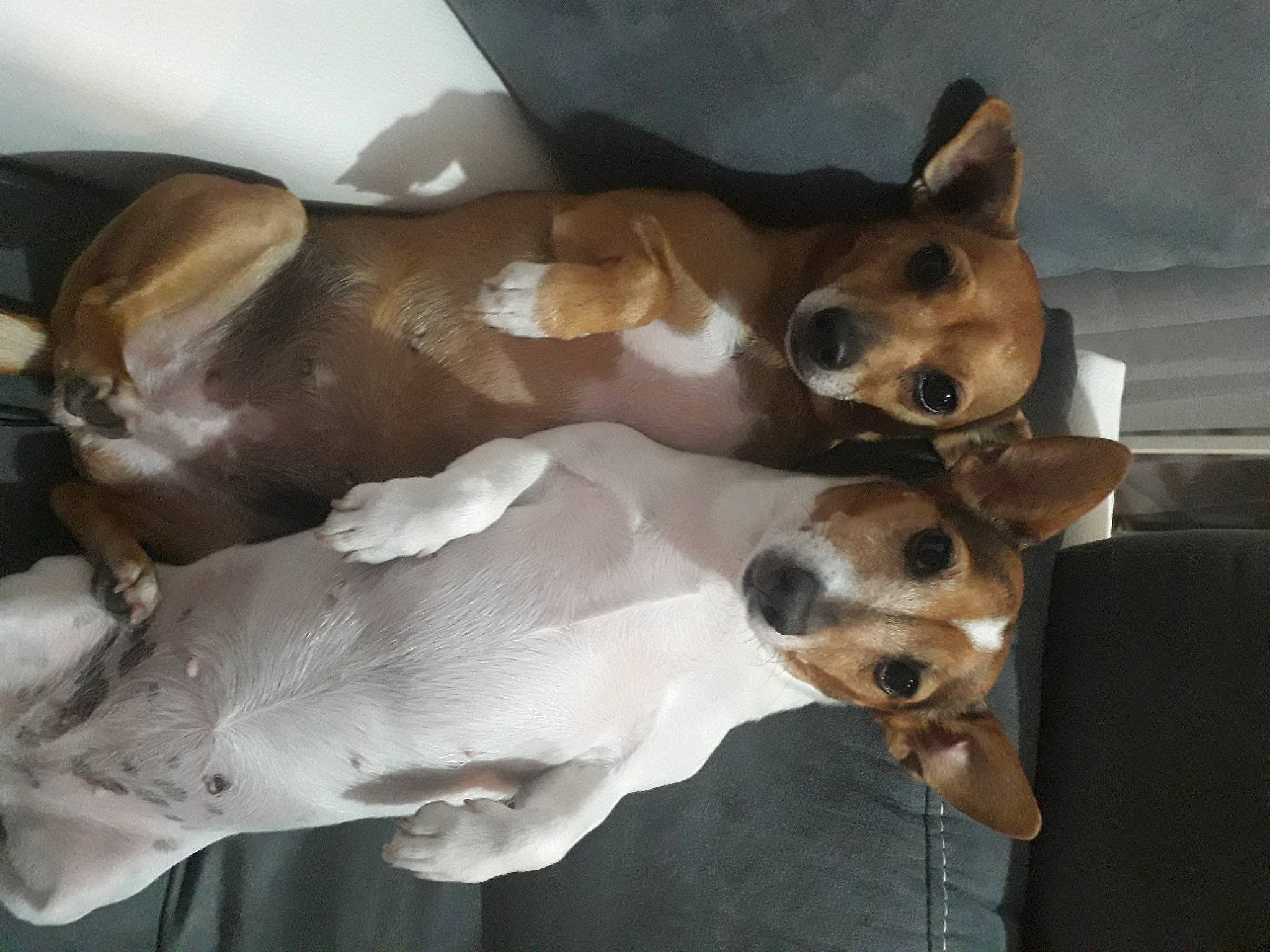 Elsa a rejoint le concours — aidez-le/la à gagner de superbes lots ! canidae, carnivore, collar, comfort, companion_dog, dog, dog_breed, hound, irishjacks, non_sporting_group, paw, sporting_group, whiskers, working_animal