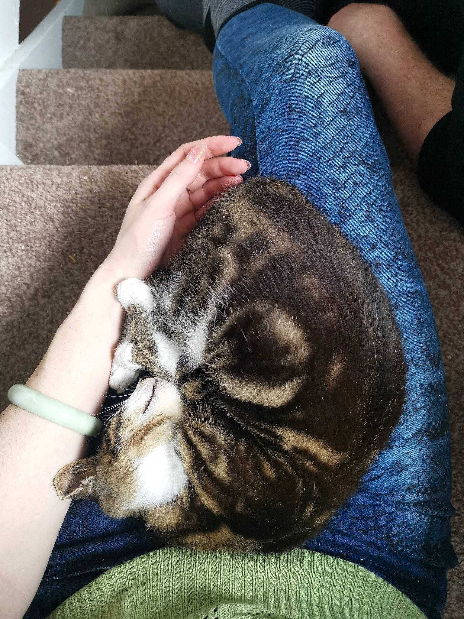 Roxas is registered to the contest to win money with this photo: carnivore, cat, comfort, couch, domestic_short_haired_cat, fawn, felidae, fur, grey, human_leg, nap, pattern, paw, sitting, small_to_medium_sized_cats, snout, tail, textile, thigh, whiskers