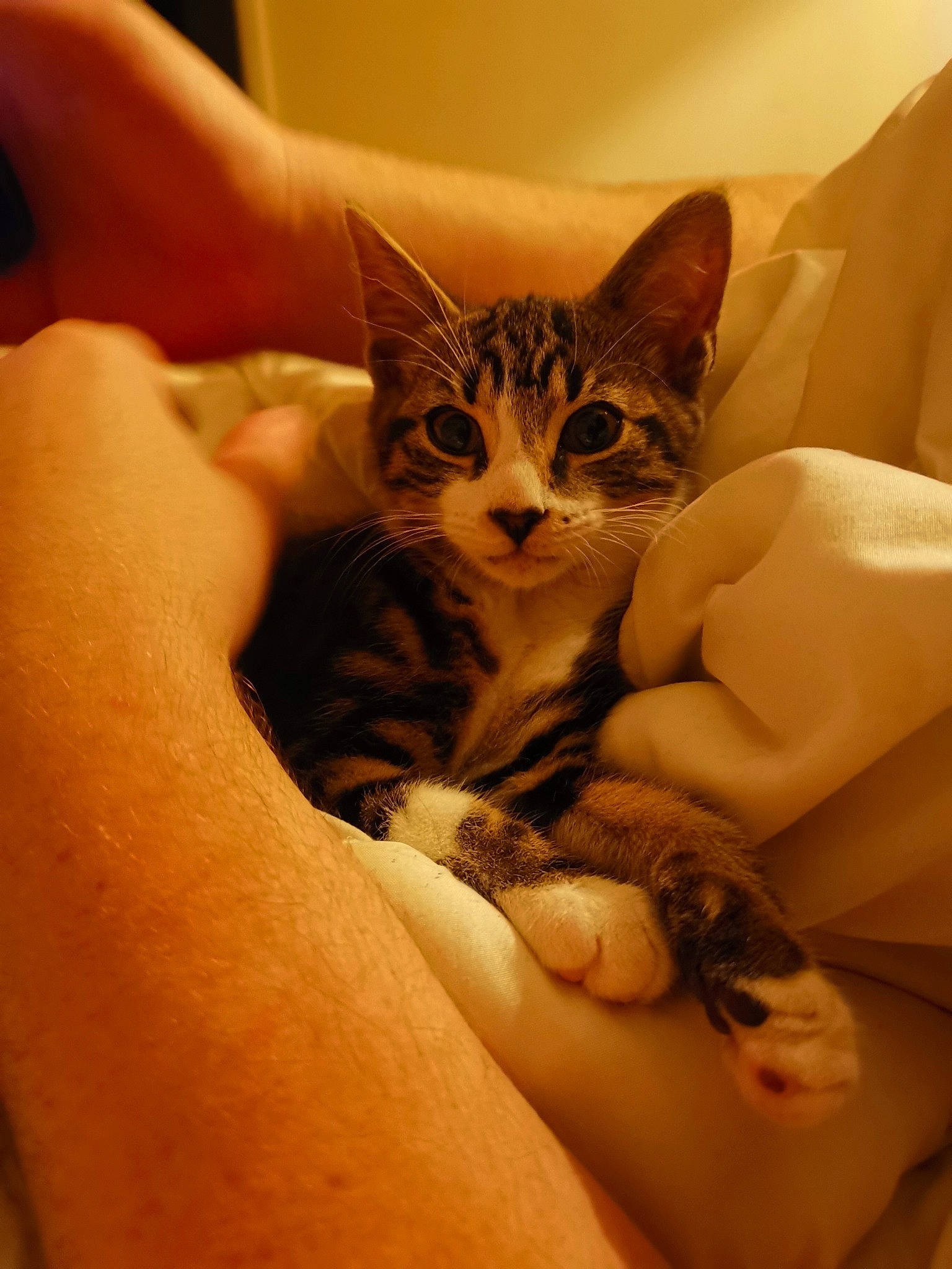 Roxas joined the competition — help win amazing prizes! bed, carnivore, cat, claw, comfort, domestic_short_haired_cat, felidae, finger, foot, fur, gesture, hand, human_leg, nail, paw, small_to_medium_sized_cats, thumb, whiskers, wrist