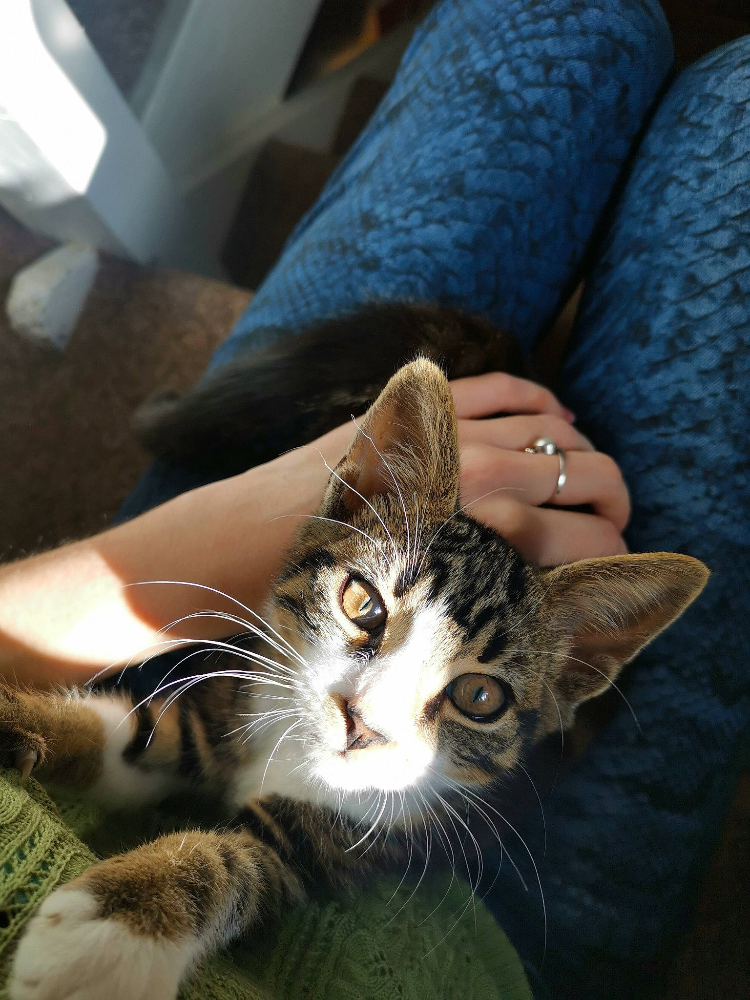 Roxas joined the competition — help win amazing prizes! carnivore, cat, claw, comfort, couch, domestic_short_haired_cat, felidae, foot, fur, grass, human_leg, nail, paw, sitting, small_to_medium_sized_cats, snout, tail, whiskers