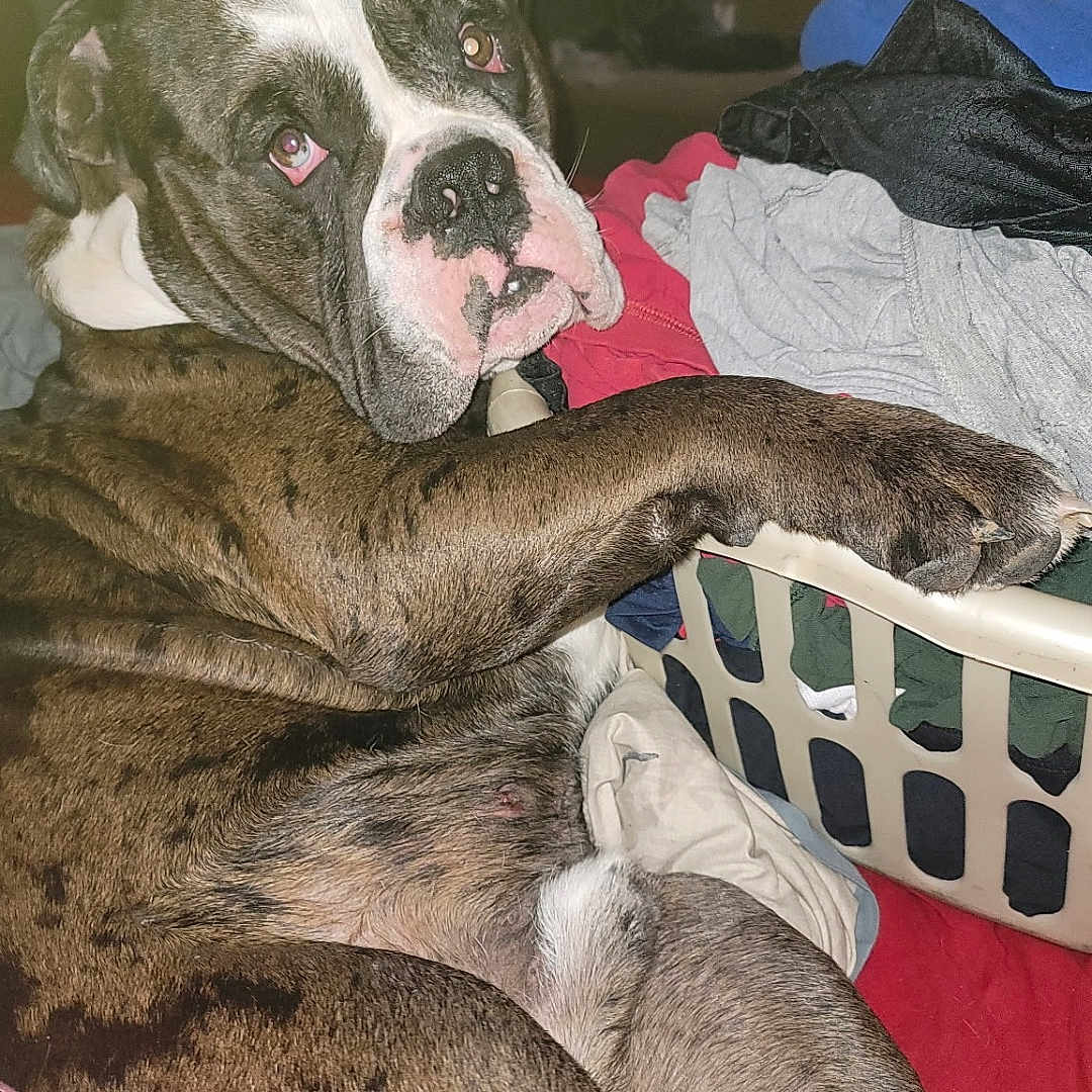 Vincent Poe Kelley is registered to the contest to win money with this photo: animal, bed, brindle, brown, closeup, clothes, companion, dog, fabric, face, home, indoor, laundry_basket, looking, paw, pet, pink, relaxed, resting, white