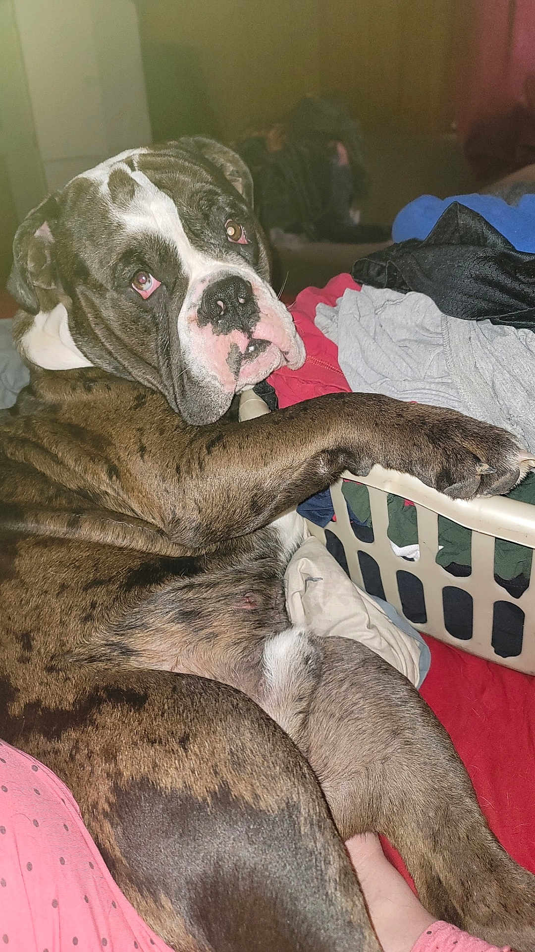 Vincent Poe Kelley is registered to the contest to win money with this photo: animal, bed, brindle, brown, closeup, clothes, companion, dog, fabric, face, home, indoor, laundry_basket, looking, paw, pet, pink, relaxed, resting, white