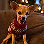 chihuahua, dog, small_dog, sweater, red_sweater, gray_sweater, pet, licking_lips, big_eyes, cozy, blanket, bokeh, holiday_lights, indoors, cute, portrait, warm_lighting, animal, companion, furry