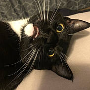 Little Man joined the competition — help win amazing prizes! animal, bed, black_and_white, cat, close_up, curious, domestic_animal, ears, face, feline, fur, indoor, lying_down, mouth, pet, resting, soft_surface, tuxedo_cat, whiskers, yellow_eyes