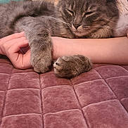 Remi Lou is registered to the contest to win money with this photo: animal, arm, bedroom, blanket, cat, closeup, comfort, cozy, cute, feline, gray_fur, hand, indoor, pet, plush_toy, quilted, relaxed, resting, sleeping, soft_texture