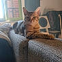 animal, blanket, cat, cat_tree, couch, cozy, domestic_cat, furniture, green_frame, home, indoor, living_room, natural_light, pet, relaxed, resting, shutters, tabby_cat, texture, window