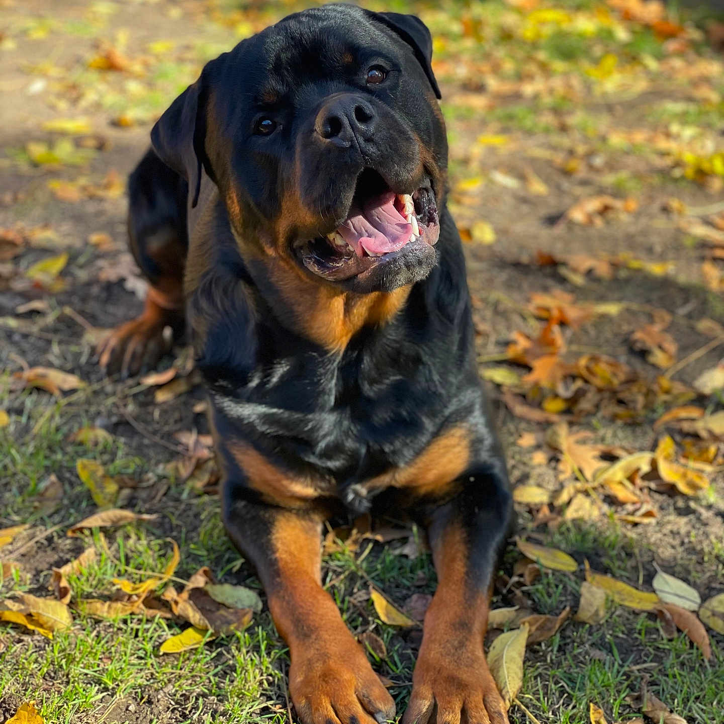 Rockey