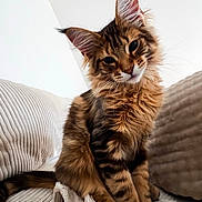 Yuky a rejoint le concours — aidez-le/la à gagner de superbes lots ! cat, kitten, maine_coon, fluffy, longhaired, tabby, brown, striped, ears, whiskers, blue_eyes, portrait, sitting, couch, pillows, blanket, indoors, pet, cute, animal