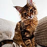 cat, kitten, maine_coon, fluffy, longhaired, tabby, brown, striped, ears, whiskers, blue_eyes, portrait, sitting, couch, pillows, blanket, indoors, pet, cute, animal