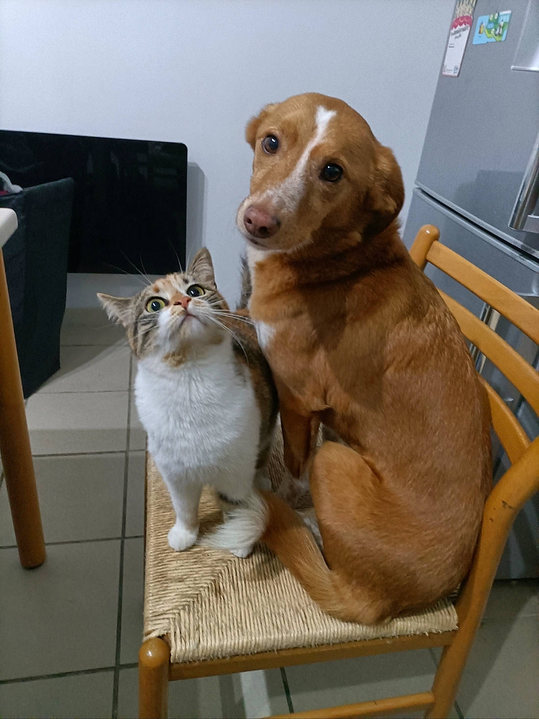 Sunny a rejoint le concours — aidez-le/la à gagner de superbes lots ! carnivore, cat, chair, collar, comfort, companion_dog, dog, dog_breed, dog_supply, fawn, felidae, flooring, fur, liver, paw, pet_supply, small_to_medium_sized_cats, tail, whiskers, working_animal